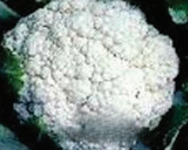 Snowball Self-Blanching Cauliflower Seeds